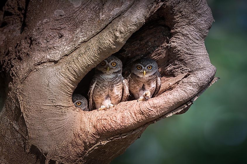 A family of owls nesting in a large tree cavity