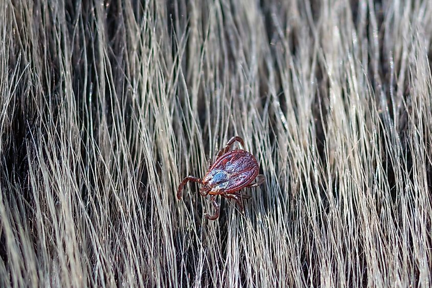A wood tick on animal fur.