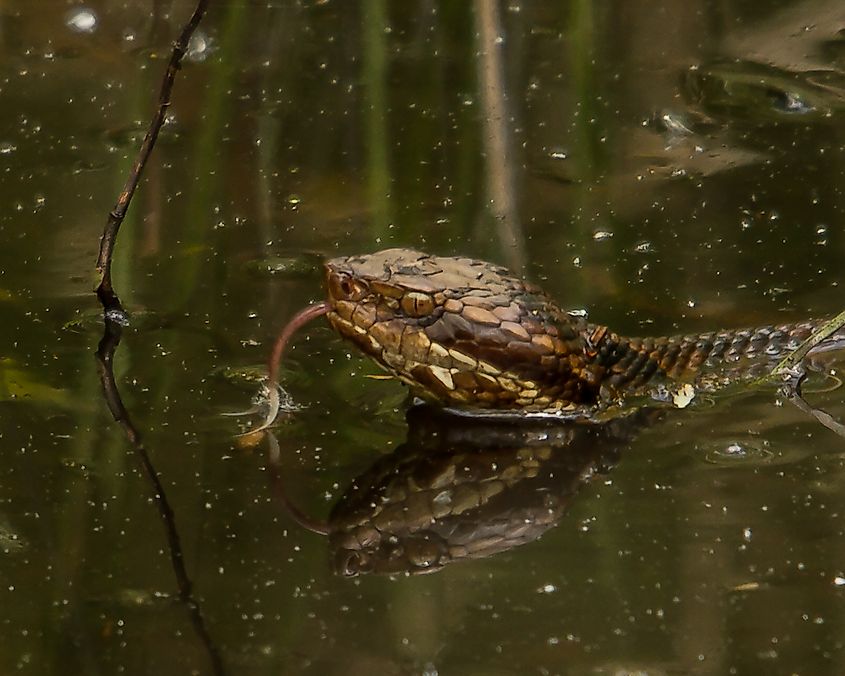 Copperhead Snake hunting. 