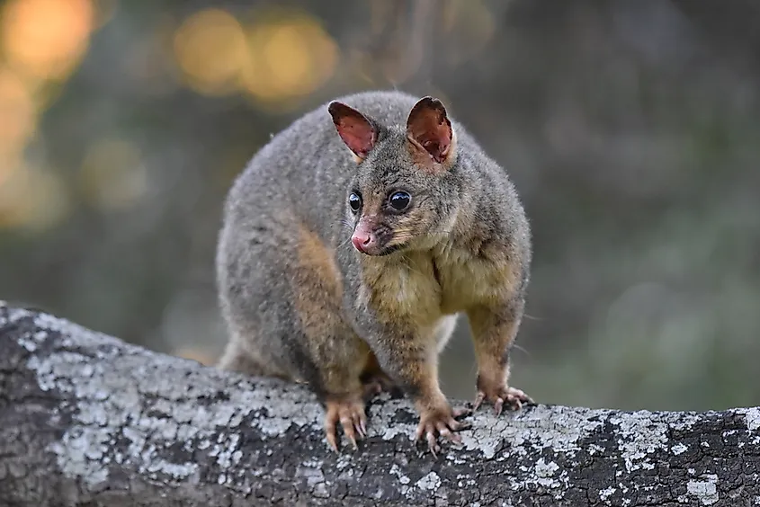 What Is the Difference a Possum Opossum? - WorldAtlas