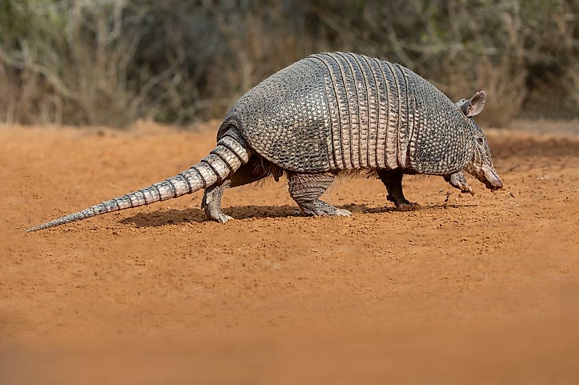 Nine-banded Armadillo (Dasypus novemcinctus) drinking.