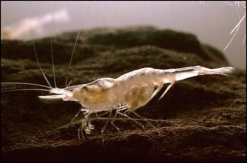 Kentucky cave shrimp