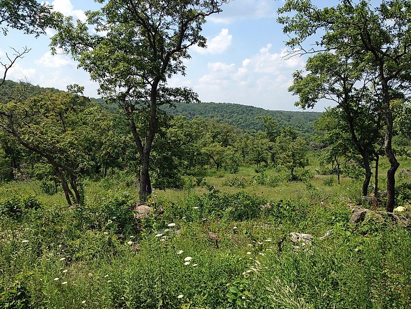 A glade that has been restored in Washington State Park, Missouri near the petroglyphs.