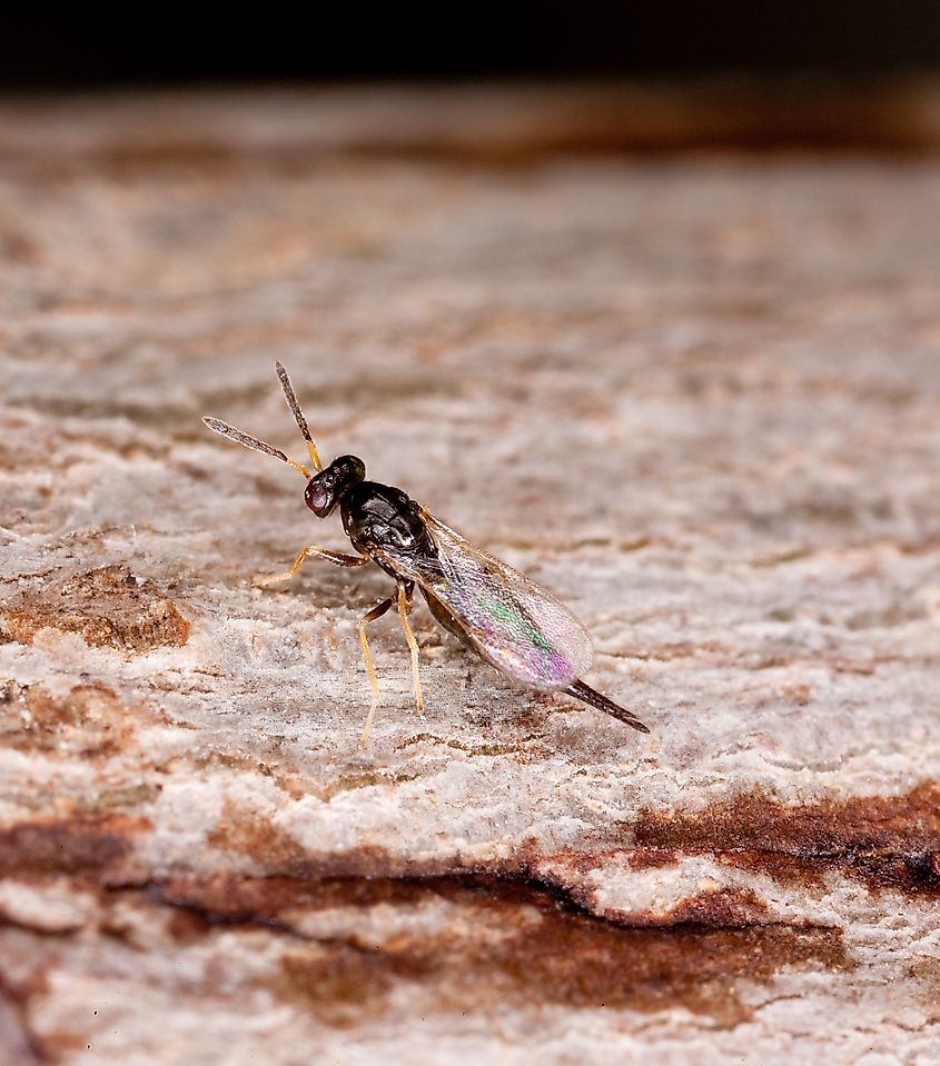 Tetrastichus planipennisi Family Eulophidae, a parasitoid wasp used as a biological control agent.
