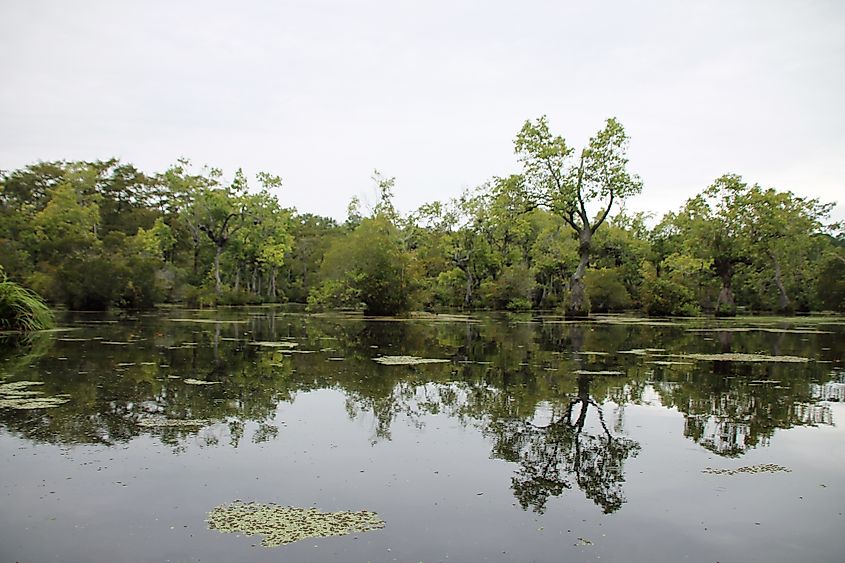 Cypress and tupelo gum trees at Merchants Millpond State Park