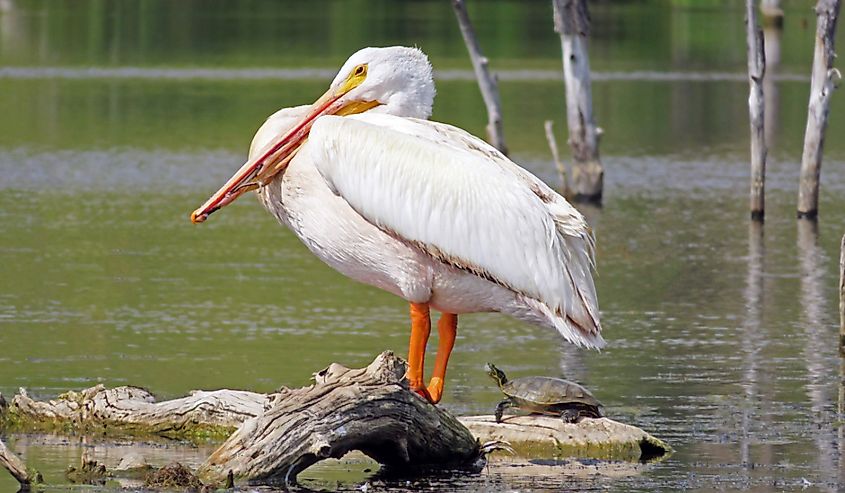 Pelican and turtle in Harmon Lake, Mandan