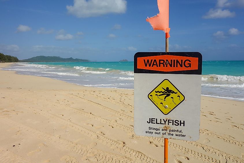Beach warning about the presence of jellyfish.
