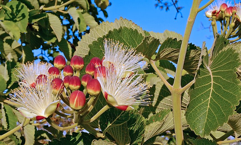 Caryocar brasiliensis,