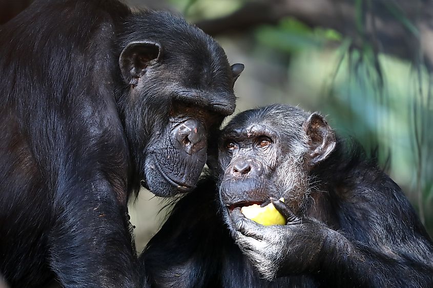A chimpanzee eating fruit while another watches.
