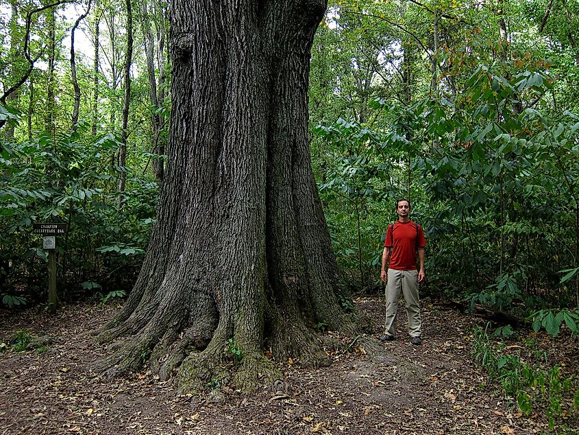 The Cherrybark Oak is also found in the Eastern USA. By miguelvieira - https://www.flickr.com/photos/miguelvieira/6129171064/, CC BY 2.0, https://commons.wikimedia.org/w/index.php?curid=18252057