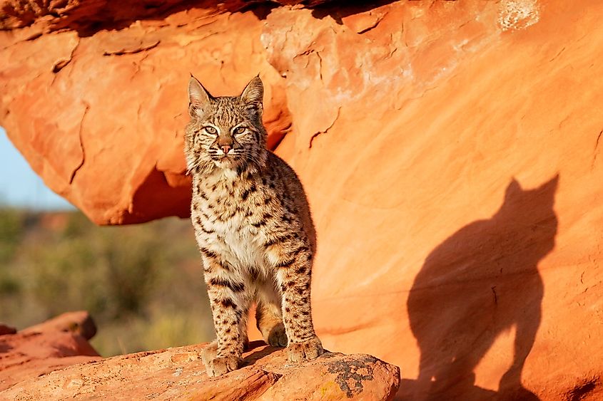 Bobcat (Lynx rufus) standing on red rocks