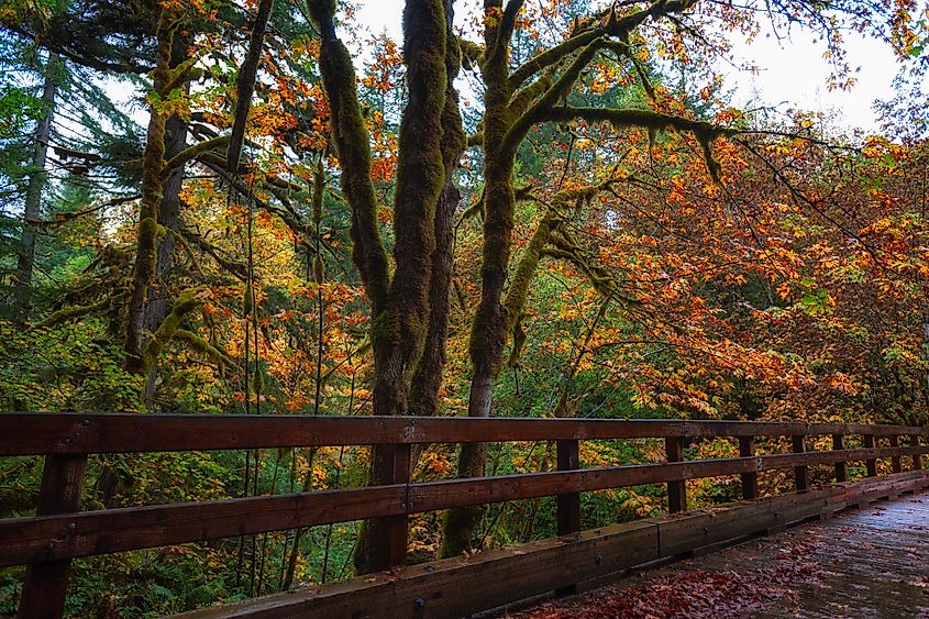 Autumn colors line this wooden foot bridge leading to a hiking trail along the Mckenzie Pass -Santiam Pass Scenic Byway in Oregon's Cascade Mountain Range.