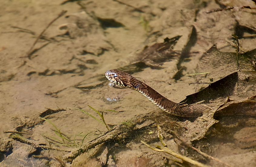 Northern watersnake (Nerodia sipedon sipedon) rising up for air in a pond.