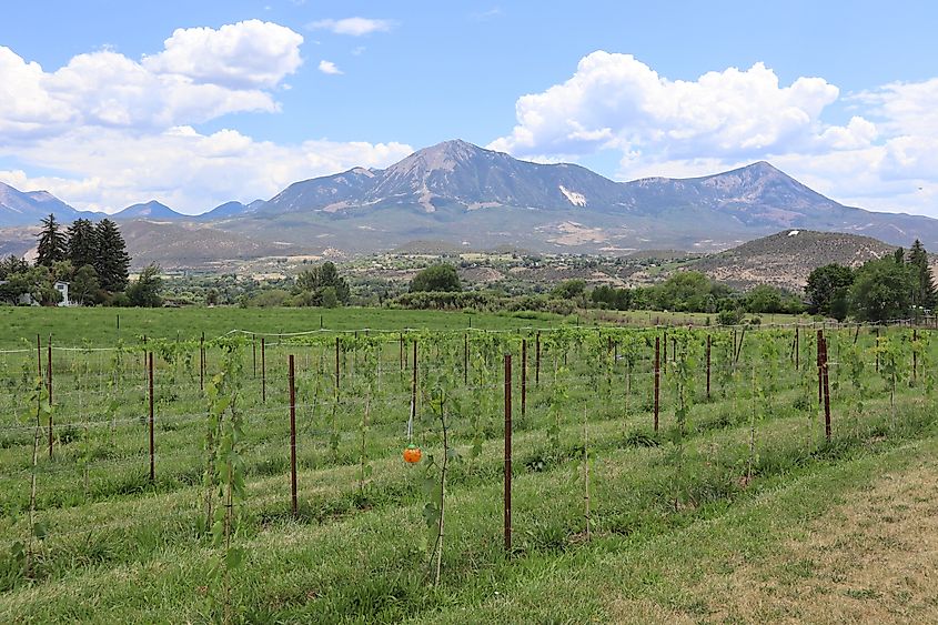 A row of vineyards with mountains background in Paonia, Colorado