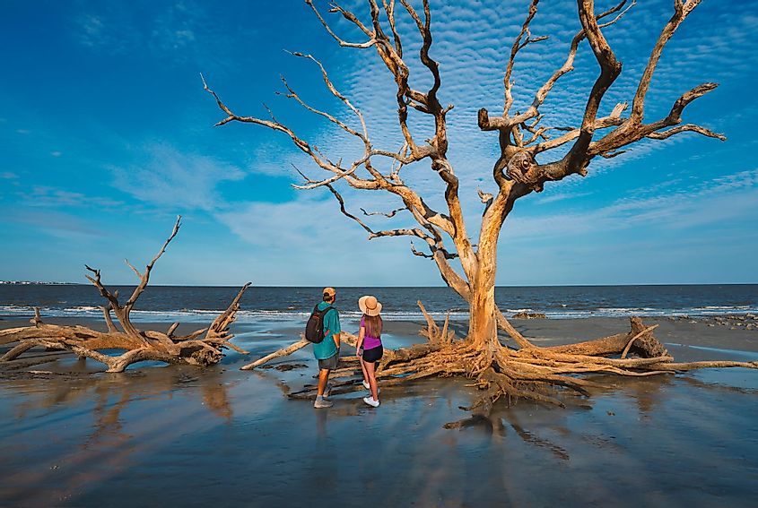 A couple is standing on the Driftwood Beach with weathered trees at sunset on Jekyll Island, Georgia. 