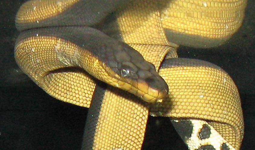 A venomous yellow-bellied sea snake.