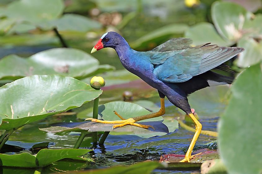 Purple Gallinule in Everglades