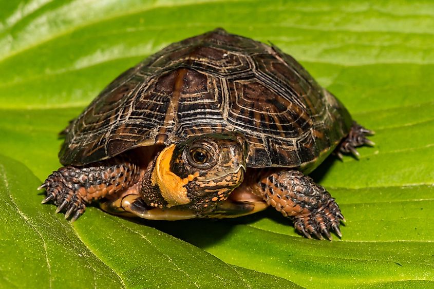 A bog turtle resting on a leaf.