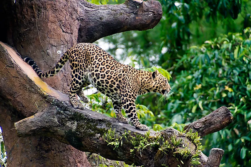 Types Of Leopards List