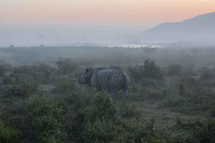 Kaziranga National Park rhino
