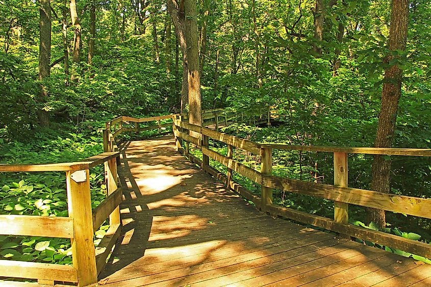 Peaceful boardwalk trail through lush trees in the Fontenelle Forest Nature Center in Bellevue, Nebraska near Omaha.