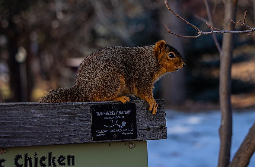 A grey squirrel (Sciurus carolinensis) at ZooMontana