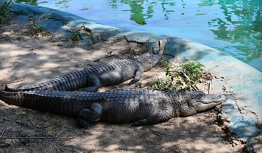 Alligator Alley in Summerdale, Alabama.
