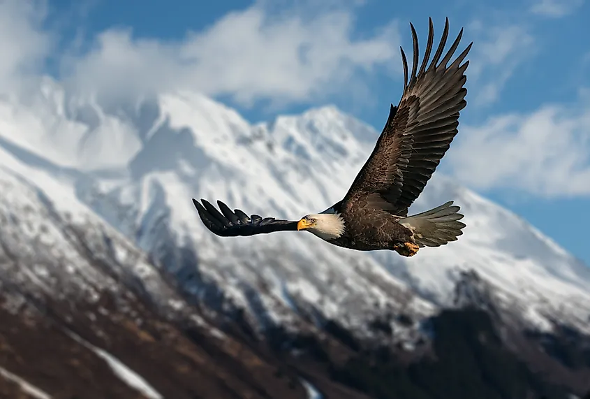 Águila calva 