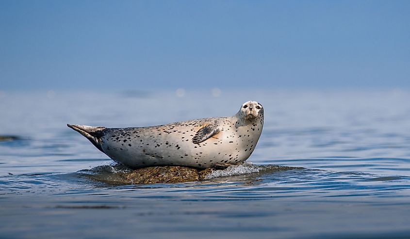 Seal has rest on a small rock in Okhotsk Sea
