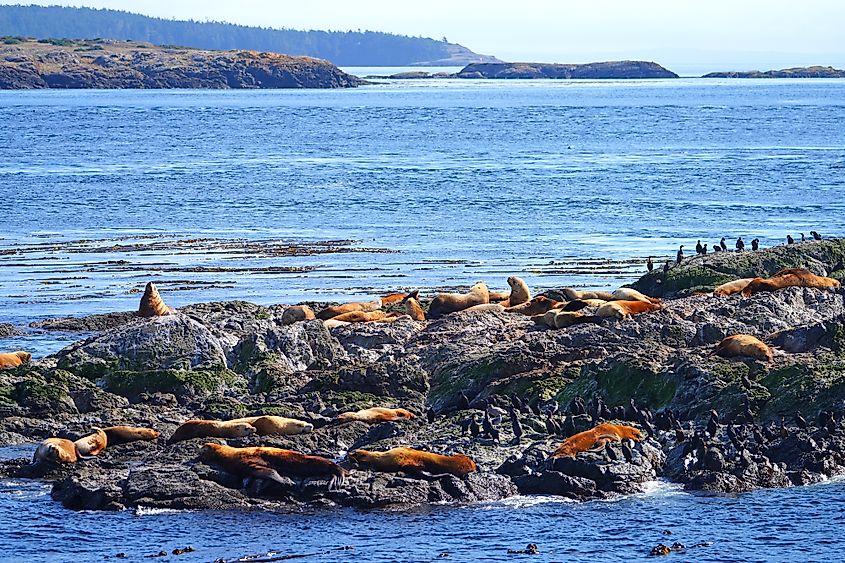 Group of Steller sea lions on a rock in the San Juan Islands in the Salish Sea near Friday Harbor in Washington States, United States