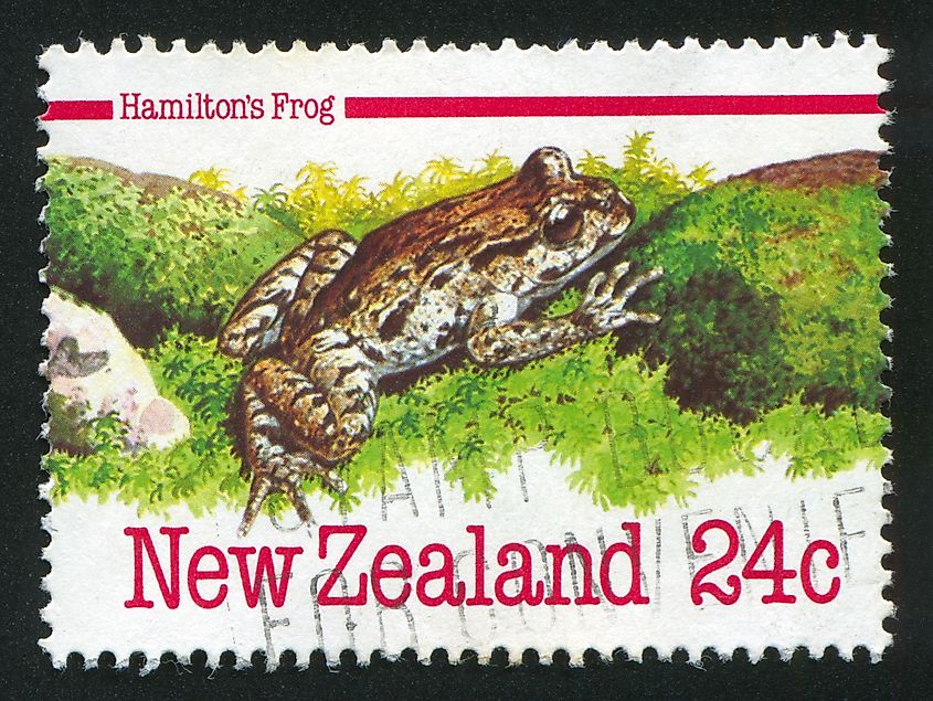 A stamp printed by New Zealand, shows Hamilton's Frog, circa 1984
