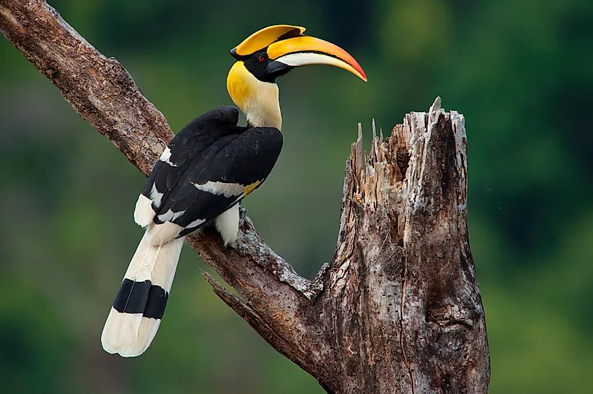 Male great hornbill in Kang Krachan National Park , Thailand.