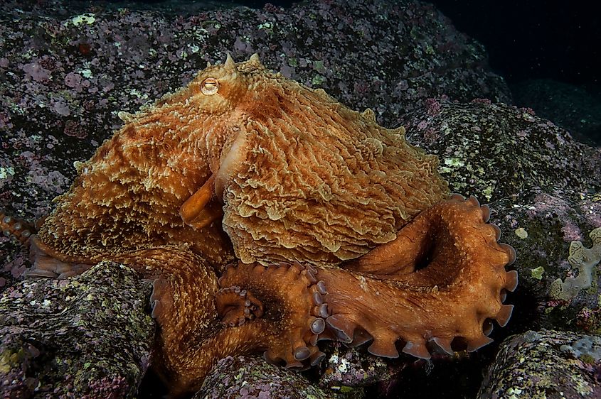 North Pacific Giant Octopus.