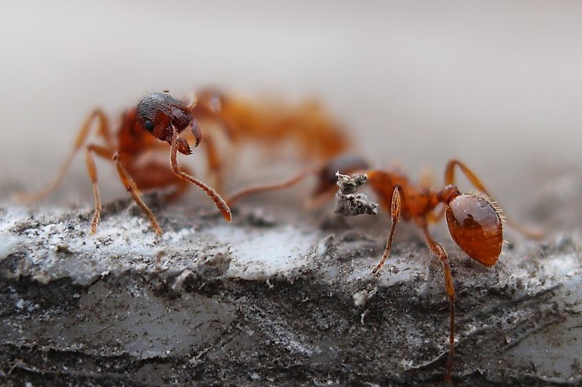 Fire ants