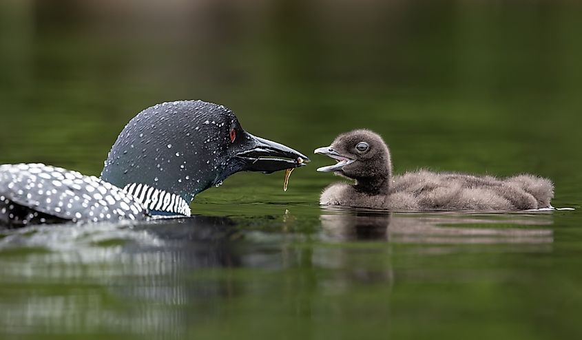 Common loon in Acadia National Park, Maine