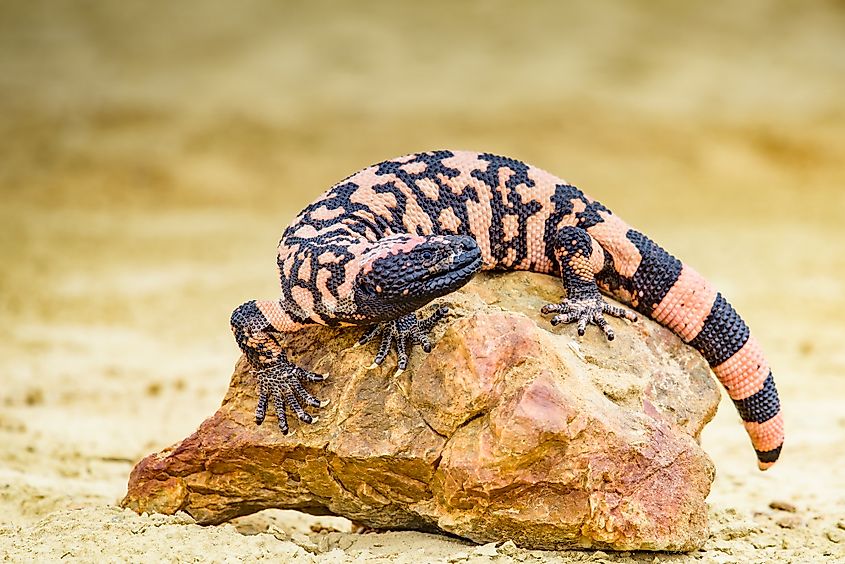 Gila monster with orange and black beaded skin
