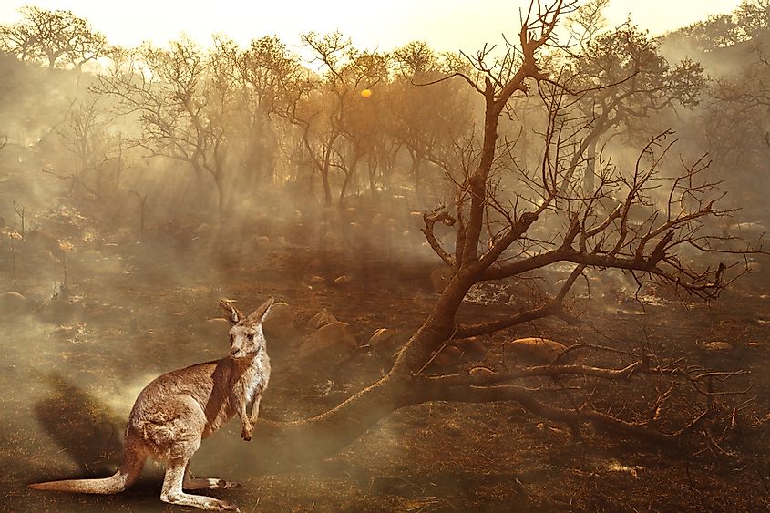 January 2020 fire affecting Australia is considered the most devastating and deadly ever seen.