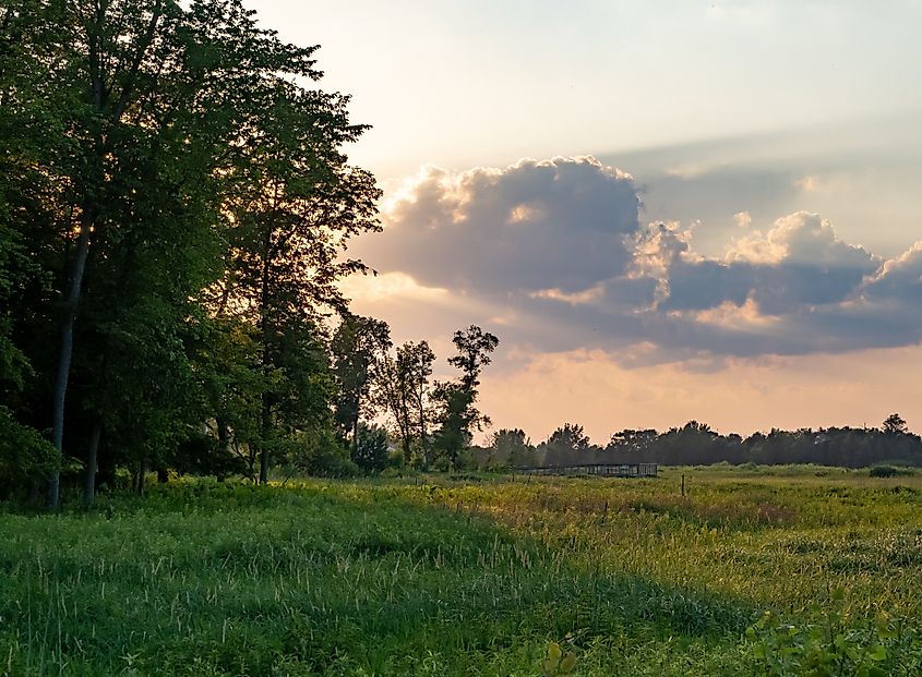 Photographed in the Blaine Wetland Sanctuary in Blaine, Minnesota.
