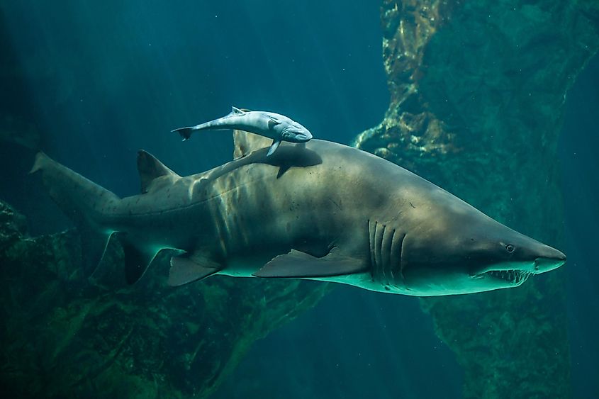 Sharks in the Gulf of Gabes.