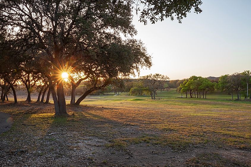 Trees in a field with walking paths in the Texas Hill Country at sunrise.