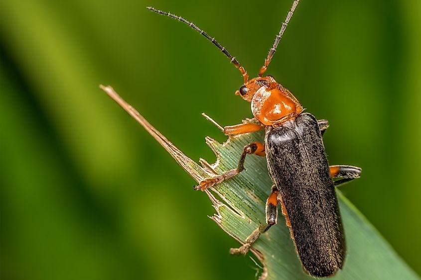 Closeup of Bombardier beetle sitting on a plant leaf.