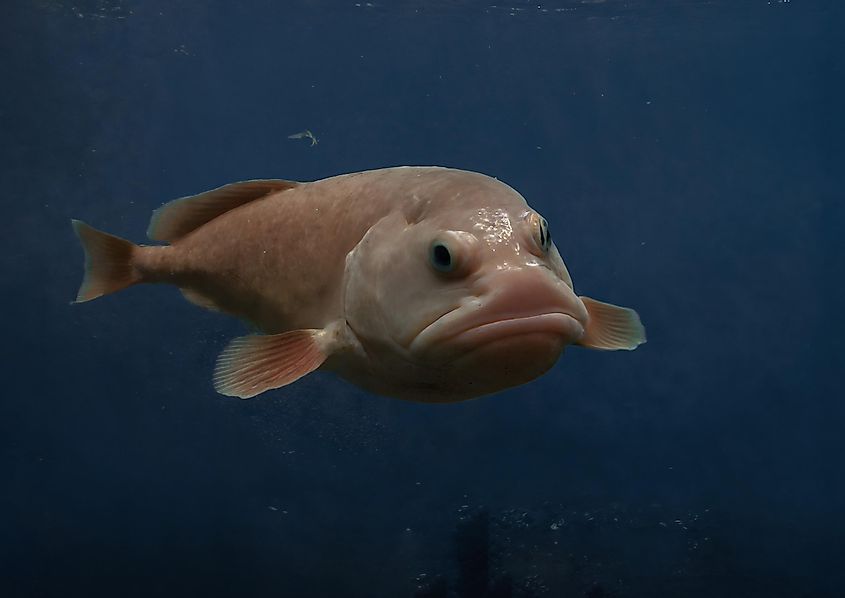 blobfish in the sea