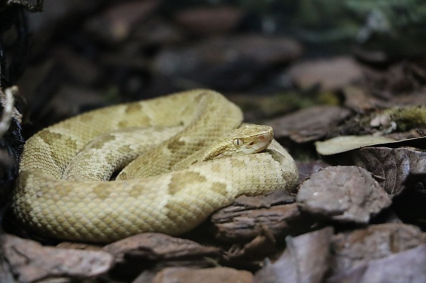 A golden lancehead snake