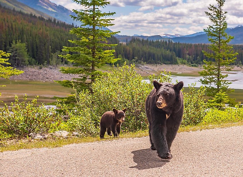 Bear in Jasper National Park, Alberta, Canada