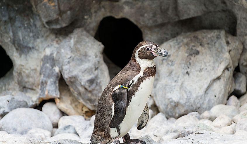Portrait of a Humboldt penguin at the Brookfield Zoo in Chicago