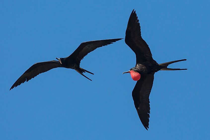 A wild frigatebirds flying around Fort Jefferson, Florida.