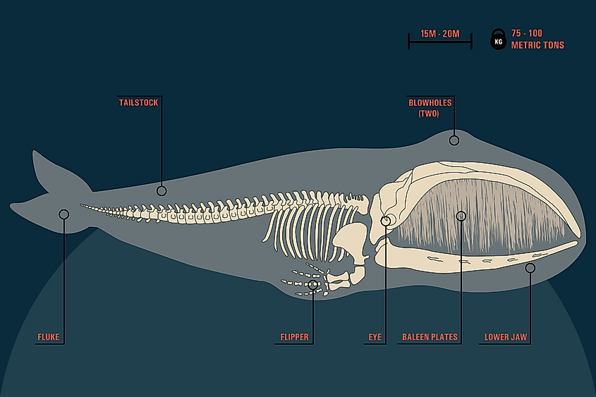 Are Whales Mammals? - WorldAtlas