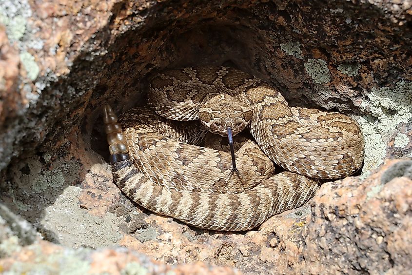 Great Basin Rattlesnake