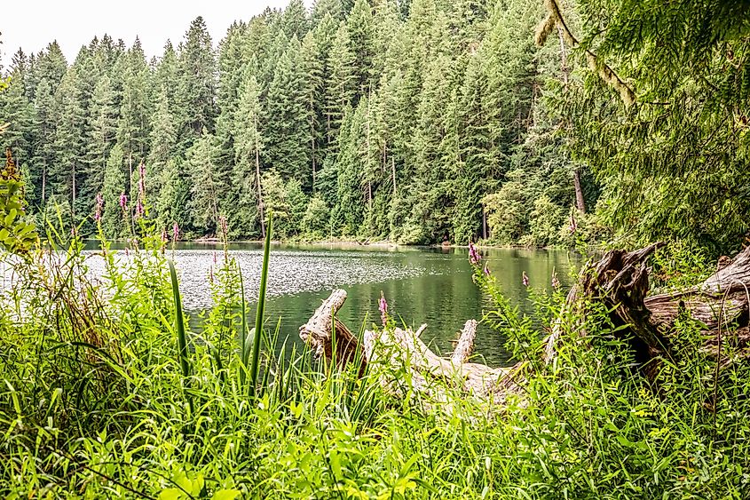 USA, Washington State, Battle Ground Lake State Park. View of the lake.