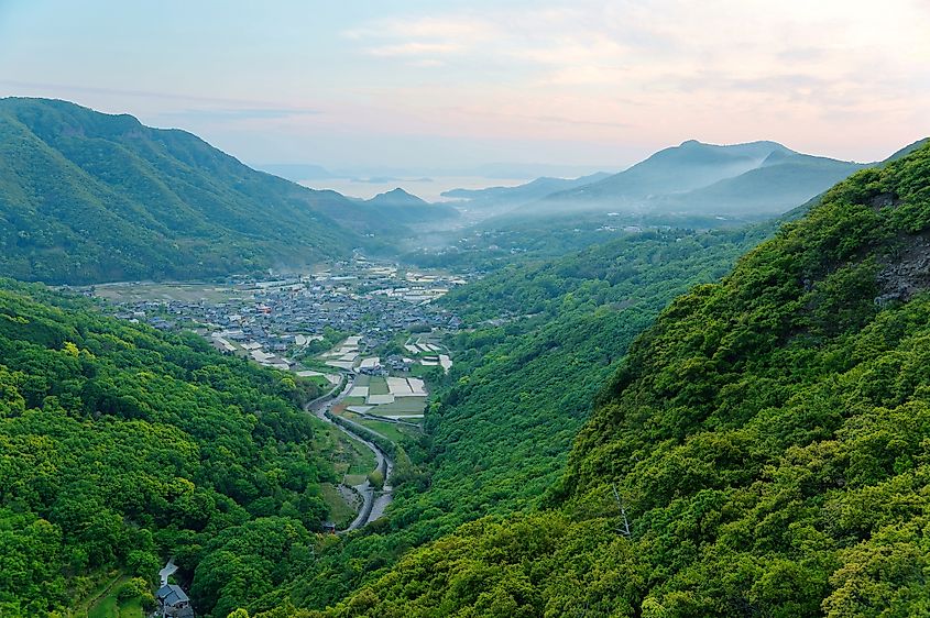 Japan forest